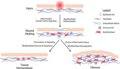 The role of infected epithelial cells in Chlamydia-associated fibrosis